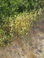 Eriogonum nudum
