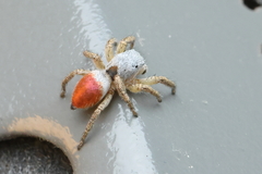 Habronattus decorus
