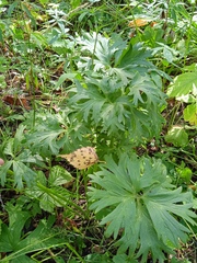 Anemonastrum crinitum