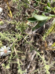 Symphyotrichum ericoides ericoides