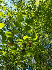 Betula occidentalis