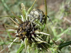 Larinus onopordi