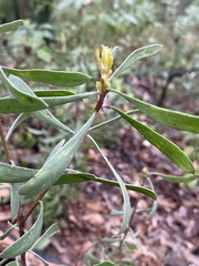 Persoonia sericea