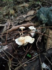Loweomyces fractipes