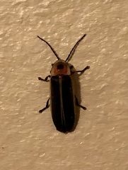 Photinus pyralis