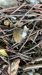 Corbicula fluminea