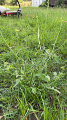 Sisymbrium officinale