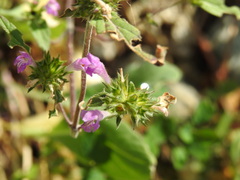 Galeopsis ladanum