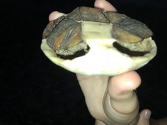 Kinosternon subrubrum subrubrum