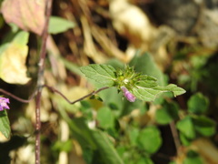 Galeopsis ladanum
