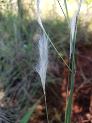Andropogon leucostachyus