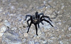 Aphonopelma anax