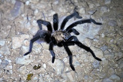 Aphonopelma anax