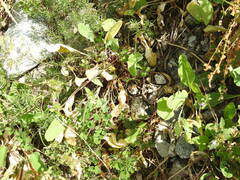 Galeopsis ladanum