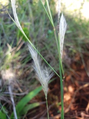 Andropogon leucostachyus