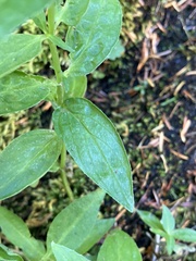 Epilobium luteum