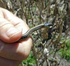 Thamnophis atratus