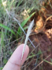 Andropogon leucostachyus