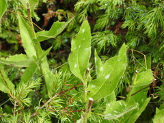 Hieracium picroides