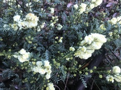 Unusual wattle (Acacia insolita)