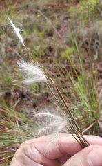 Andropogon leucostachyus