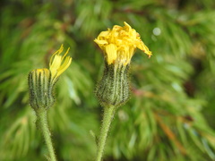 Hieracium picroides