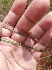 Andropogon leucostachyus