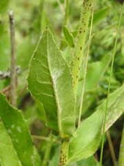 Hieracium picroides