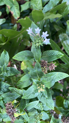 Pentas lanceolata