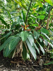 Heliconia