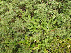 Hieracium picroides