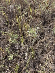 Symphyotrichum ericoides ericoides