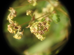 Alchemilla transiens
