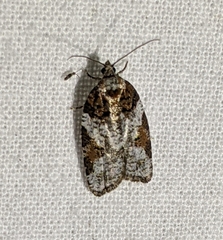 Acleris