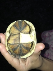 Kinosternon subrubrum subrubrum