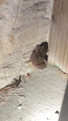 Eleutherodactylus marnockii