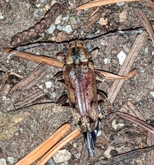 Atimia