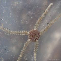 Amphipholis squamata