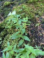 Epilobium luteum