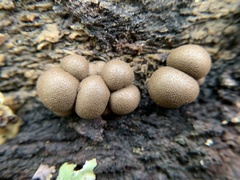 Lycogala flavofuscum