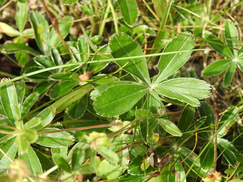 Alchemilla transiens, photograph 3