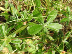 Alchemilla transiens