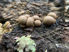 Lycogala flavofuscum