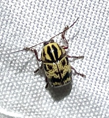 Cryptocephalus maccus