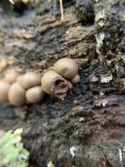 Lycogala flavofuscum