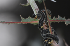 Perga affinis