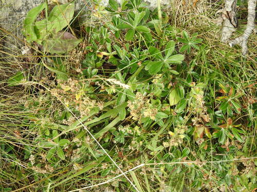 Alchemilla transiens, photograph 4
