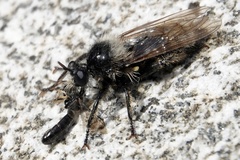 Laphria