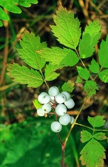 Actaea rubra neglecta