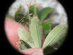Alchemilla transiens